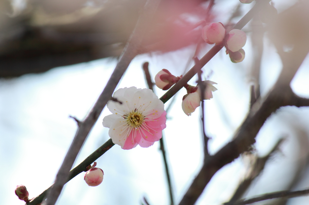 寿花