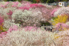 春色狩り