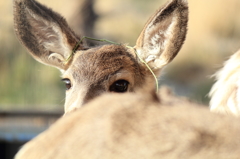 mule deer