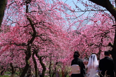 梅林の花嫁