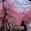 梅林の花嫁