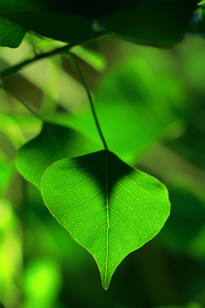 green...