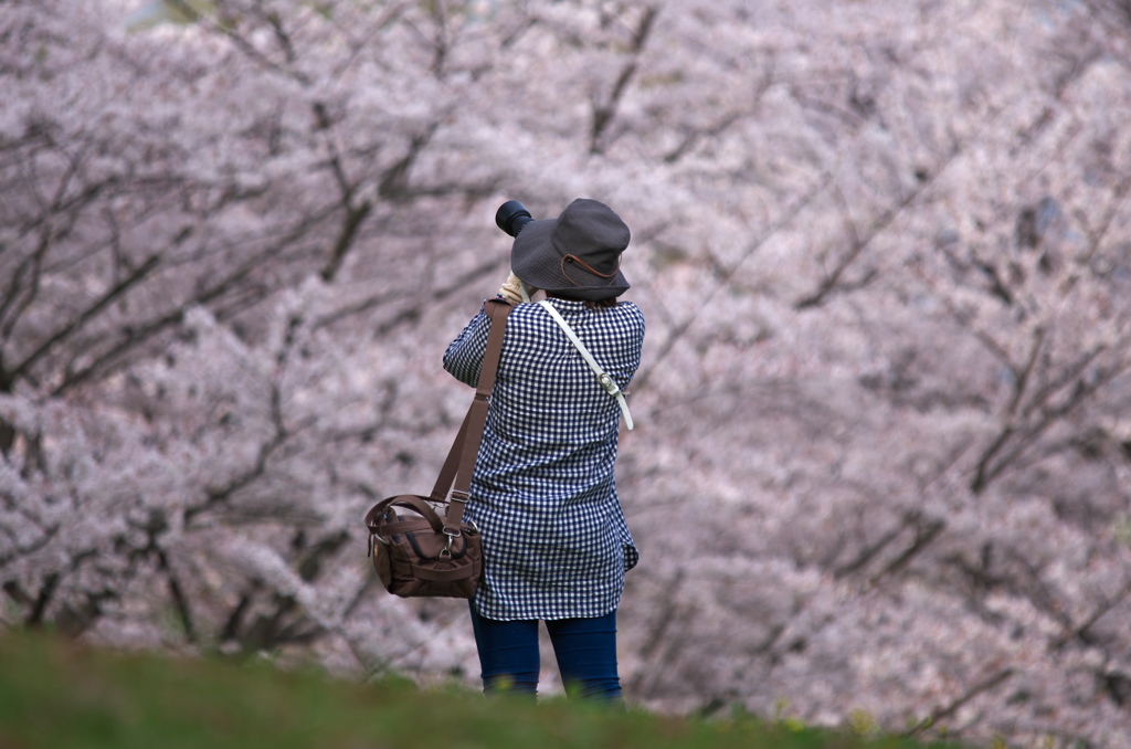 馬見丘陵公園の桜