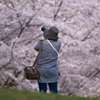 馬見丘陵公園の桜