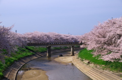 曽我川畔の桜並木