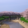 曽我川畔の桜並木