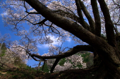 仏隆寺の千年桜