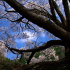 仏隆寺の千年桜