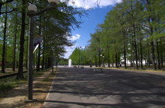 中央通のケヤキ