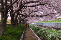 大井水みらいセンターの桜