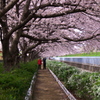 大井水みらいセンターの桜