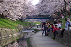 大中公園・高田川畔の桜並木