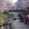 大中公園・高田川畔の桜並木