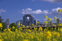 淀川の菜の花