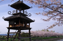 唐古・鍵遺跡の楼閣と桜