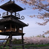 唐古・鍵遺跡の楼閣と桜