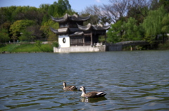 大池に浮かぶ鴨