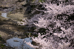 水間寺の桜