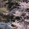水間寺の桜