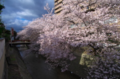 原川沿いの桜並木