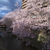 原川沿いの桜並木