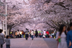 万博記念公園の桜