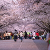 万博記念公園の桜