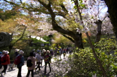 石山寺の桜