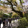 石山寺の桜