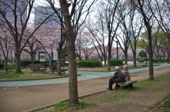 毛馬桜之宮公園の桜