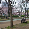 毛馬桜之宮公園の桜