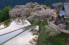 三多気の桜