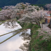 三多気の桜