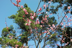 梅