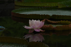 大蓮