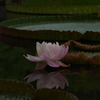 大蓮