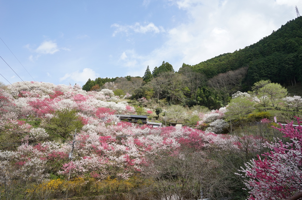 仁淀川花桃