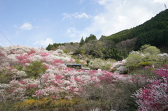 仁淀川花桃