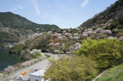 大渡ダムさくら