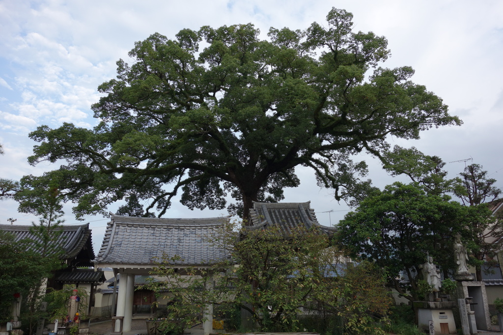 楠