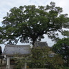 楠