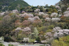 大渡ダムさくら