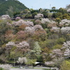 大渡ダムさくら