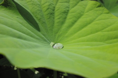 蓮葉に水滴はつかない