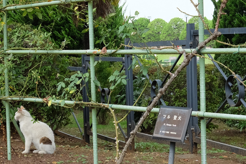 山手ねこ