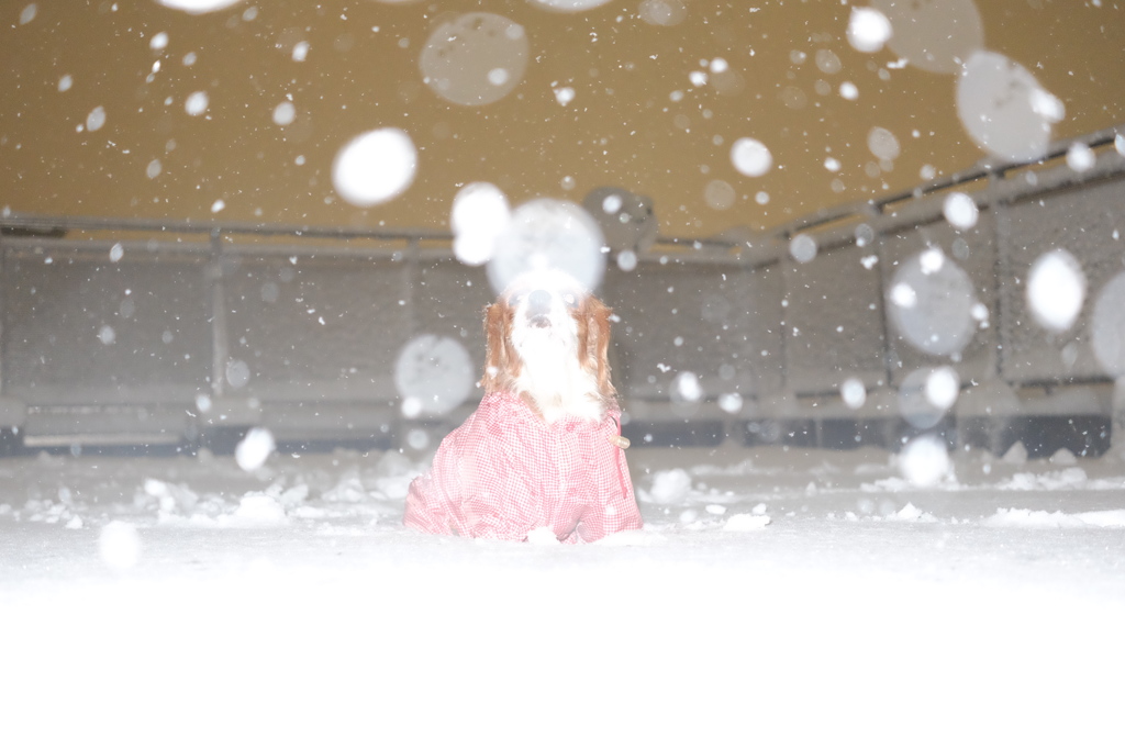 初めての雪
