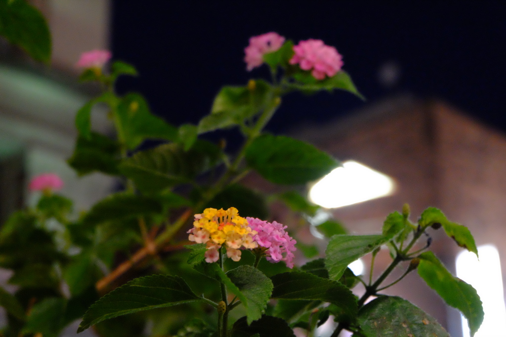 お花