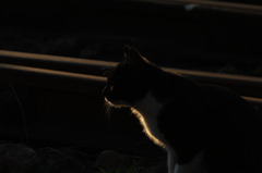 神々しい猫