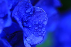 青より蒼い紫陽花