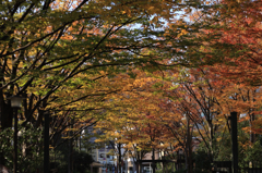 紅いトンネル